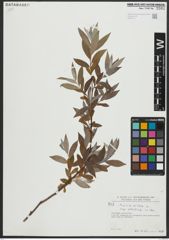 Foto von Salix alba subsp. vitellina (L.) Arcang.